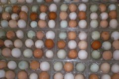 Bamenda: Fear of Avian Influenza, North West authorities destroy 17,640 eggs