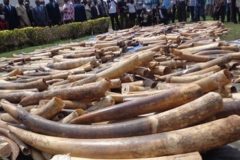 Cameroon arrest group of traffickers with 41 elephant tusks