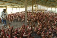 Resurgence of bird flu confirmed in the West region