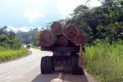 Cameroon makes public a 58 page document on timber exploitation in the country