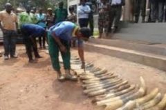 Bertoua: 160 elephant tusk seized by Cameroon police