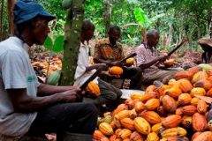 Heavy rains threaten cocoa and palm oil production in Cameroon