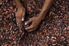 Southern Cameroons Crisis: Southwest cocoa sales slump 40%