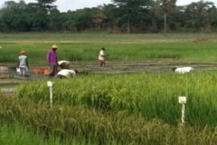 Biya regime rolls out plan to boost rice production to 750,000 tons by 2030