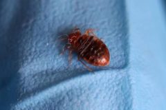 Yaounde says bedbugs imported from Europe infest towns and villages