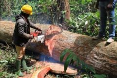 European Union terminates timber agreement with Cameroon