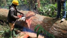 European Union terminates timber agreement with Cameroon